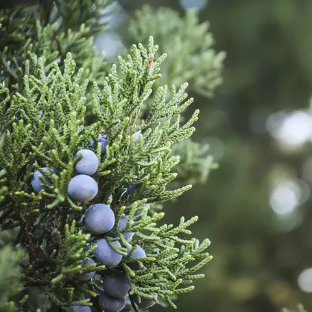 Juniperus chinensis 'Iowa' ~ Iwoa Juniper-ServeScape