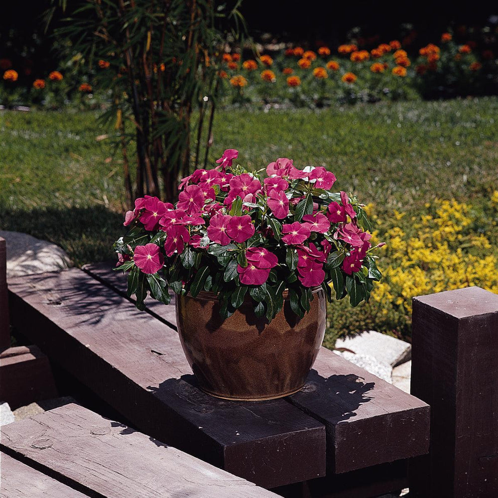 Catharanthus roseus 'Titan Rose' ~ Titan™ Rose Vinca-ServeScape