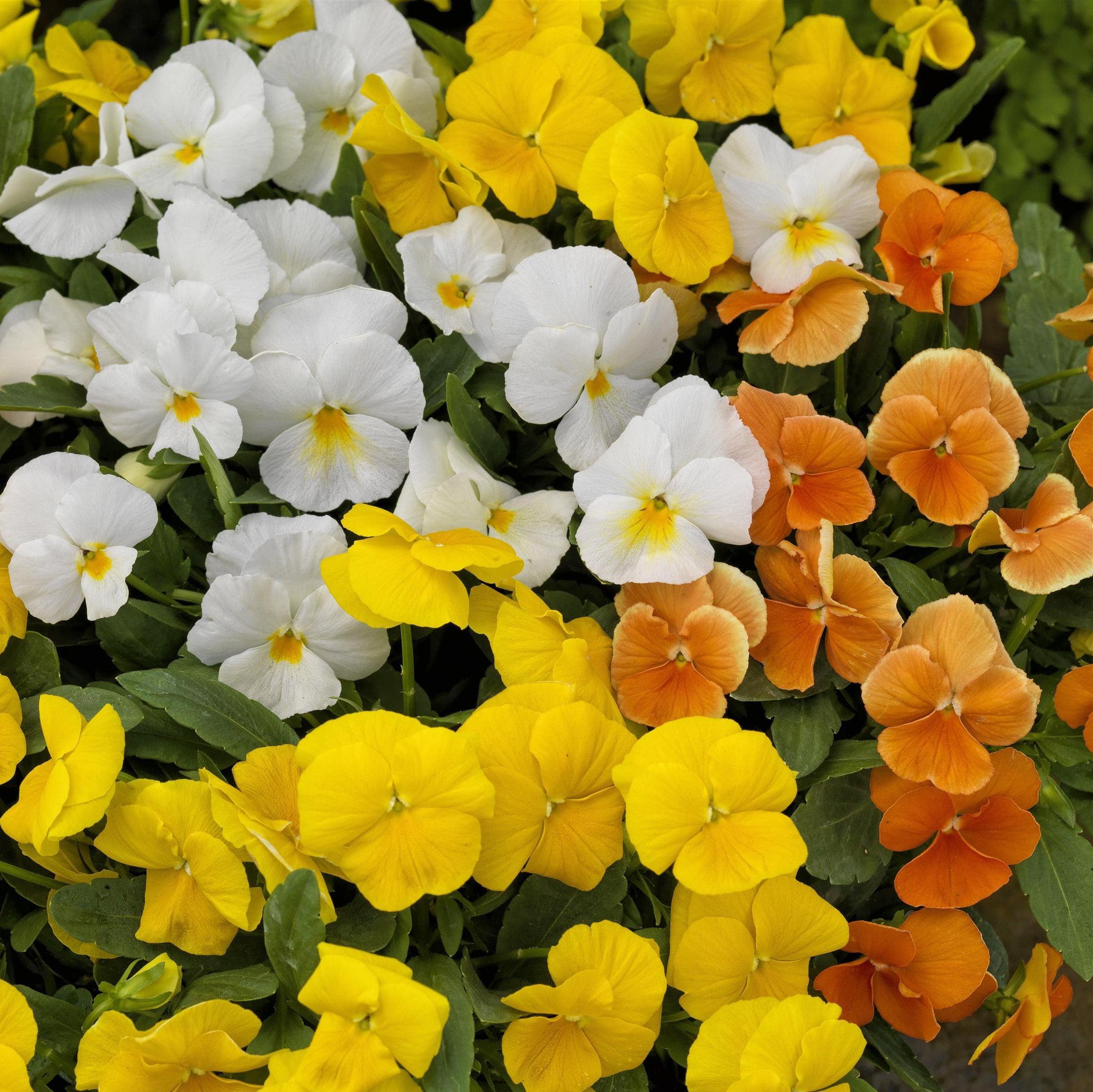 Colormax® Citrus Mix Viola - Viola cornuta 'Colormax Citrus Mix ...