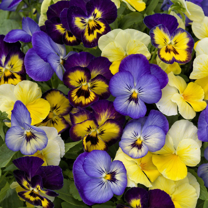 Viola cornuta 'Colormax Lemonberry Pie Mix' ~ Colormax® Lemonberry Pie Mix Viola-ServeScape