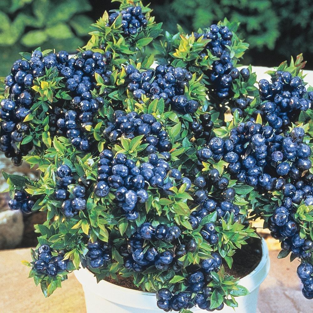 Vaccinium  'Top Hat' ~ Top Hat Blueberry - Delivered By ServeScape