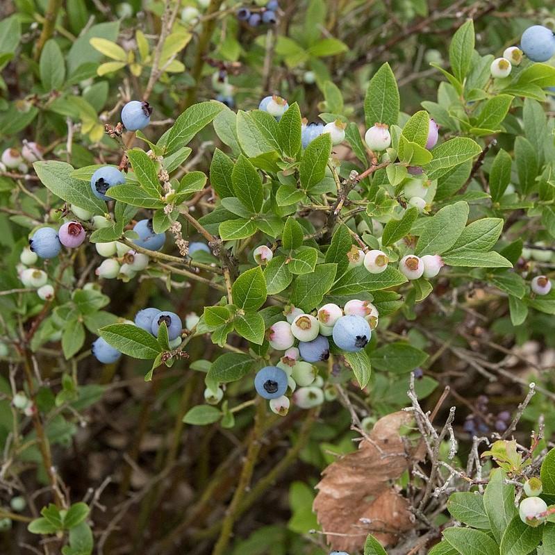 Vaccinium angustifolium ~ Lowbush Blueberry-ServeScape