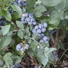 Vaccinium ashei 'Alapaha' ~ Alapaha Rabbiteye Blueberry-ServeScape