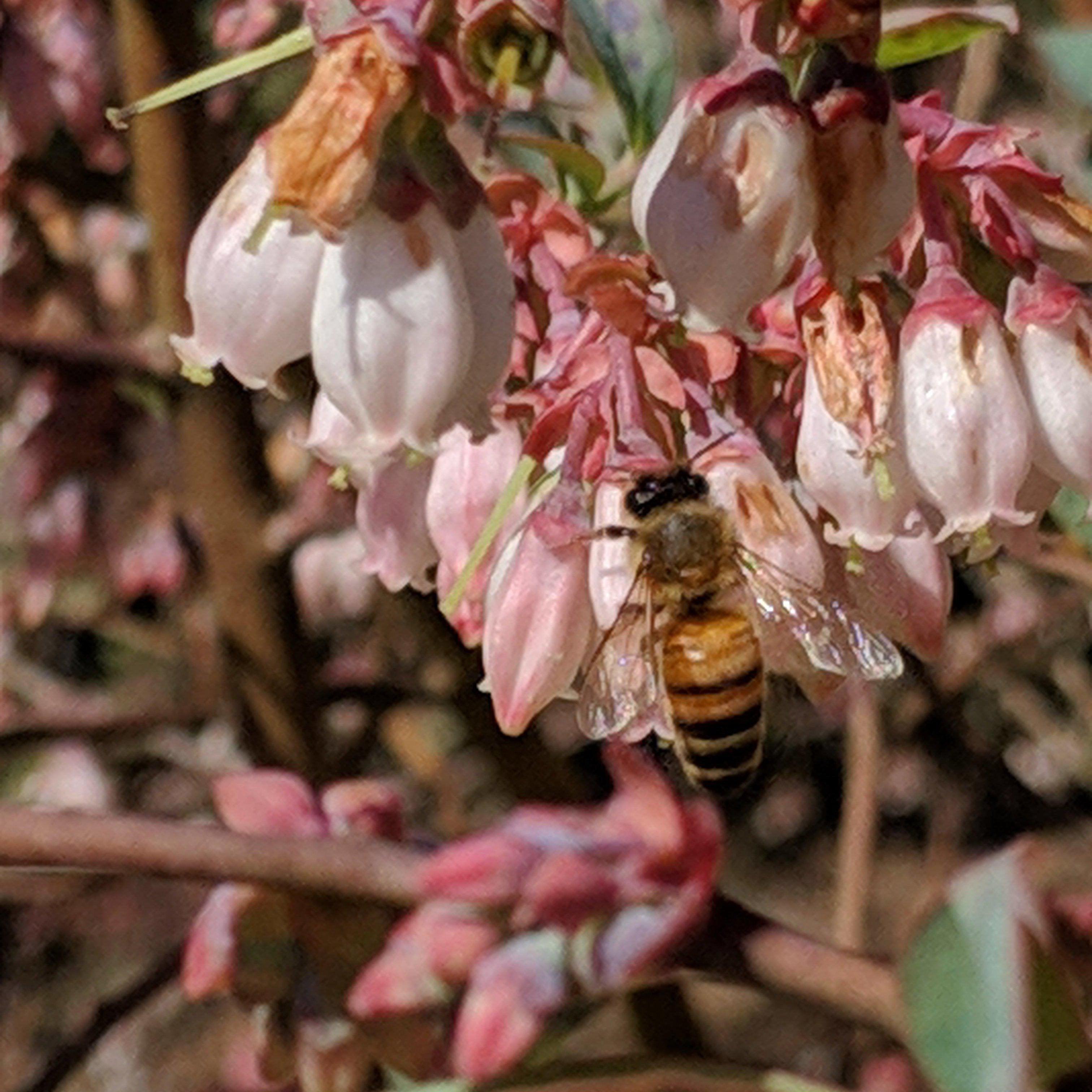 Baldwin Rabbiteye Blueberry - Vaccinium ashei 'Baldwin' – ServeScape