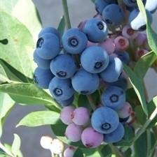Vaccinium ashei 'Powderblue' ~ Powderblue Rabbiteye Blueberry-ServeScape
