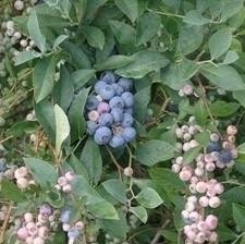 Vaccinium ashei 'Tifblue' ~ 'Tifblue' Rabbiteye Blueberry-ServeScape