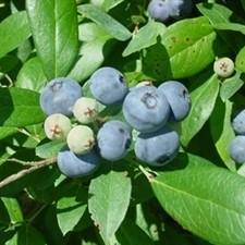 Vaccinium ashei 'Vernon' ~ Vernon Rabbiteye Blueberry-ServeScape