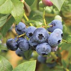 Vaccinium ashei ‘Woodard’ ~ Woodard Rabbiteye Blueberry-ServeScape