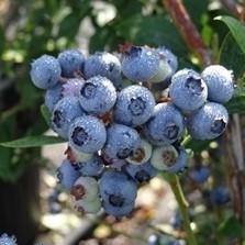 Vaccinium corymbosum 'Biloxi' ~ Biloxi Highbush Blueberry - Delivered By ServeScape