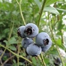 Vaccinium corymbosum 'Cooper' ~ Cooper Highbush Blueberry - Delivered By ServeScape