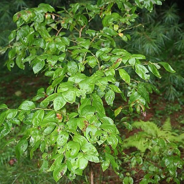 Vaccinium corymbosum ~ Highbush Blueberry-ServeScape