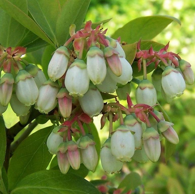 Vaccinium corymbosum ~ Highbush Blueberry-ServeScape