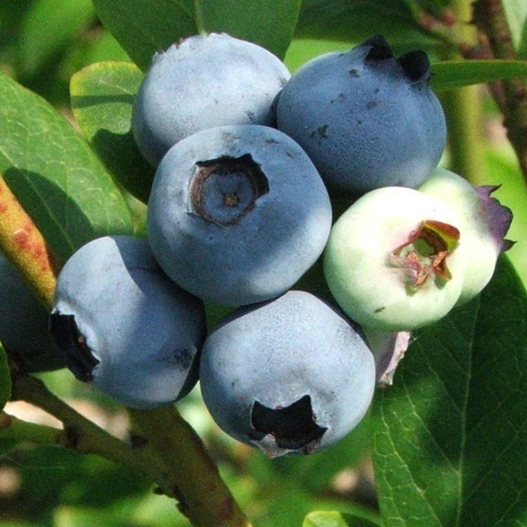 Vaccinium corymbosum 'Jersey' ~ Jersey Highbush Blueberry - Delivered By ServeScape