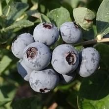 Vaccinium corymbosum 'Jubilee' ~ Jubilee Highbush Blueberry - Delivered By ServeScape