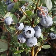 Vaccinium corymbosum 'Misty' ~ Misty Highbush Blueberry - Delivered By ServeScape