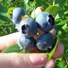 Vaccinium corymbosum 'O'Neal' ~ O'Neal Highbush Blueberry - Delivered By ServeScape