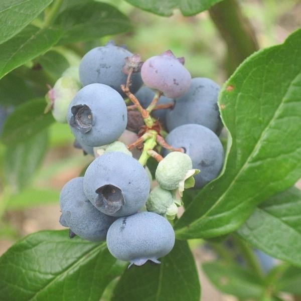Vaccinium corymbosum 'Patriot' ~ Patriot Highbush Blueberry-ServeScape