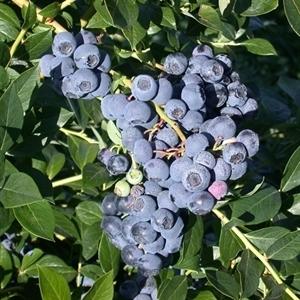 Vaccinium corymbosum 'Reka' ~ Reka Highbush Blueberry-ServeScape