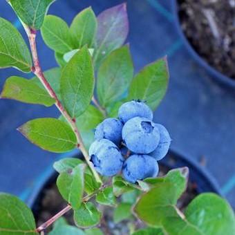 Vaccinium corymbosum 'ZF06-043' ~ Peach Sorbet® Blueberry-ServeScape