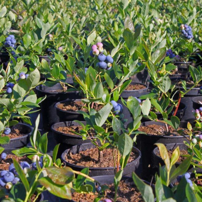 Vaccinium x 'Northsky' ~ Northsky Blueberry-ServeScape