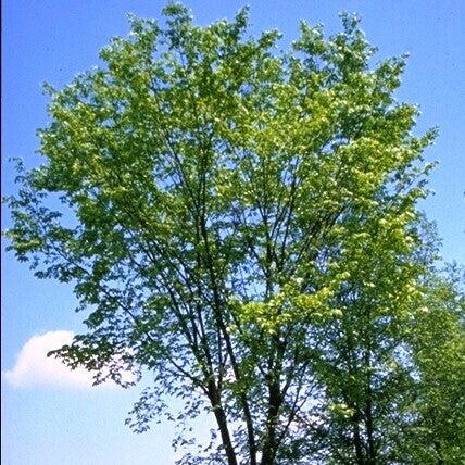Ulmus americana ‘Valley Forge’ ~ Valley Forge American Elm-ServeScape