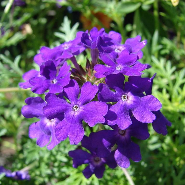 Verbena x 'Vepita Blue Violet' ~ Vepita® Blue Violet Verbena-ServeScape