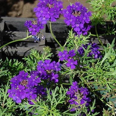 Vepita® Blue Violet Verbena - Verbena x 'Vepita Blue Violet' – ServeScape