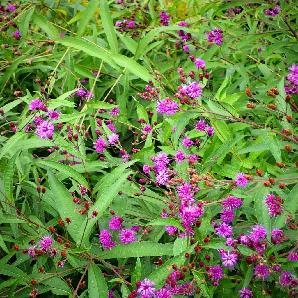 Vernonia noveboracensis  ~ New York Ironweed - Delivered By ServeScape
