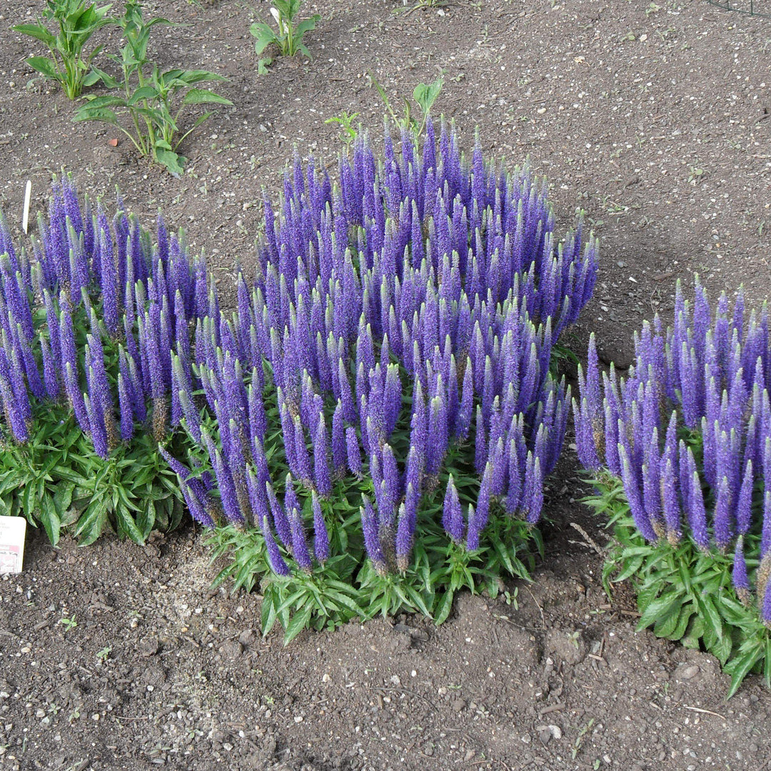 Veronica spicata 'Glory' PP18,932 ~ Royal Candles Speedwell-ServeScape