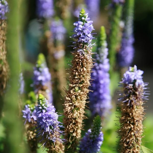 Veronica spicata 'Glory' PP18,932 ~ Royal Candles Speedwell - Delivered By ServeScape