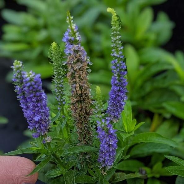 Veronica spicata 'Glory' PP18,932 ~ Royal Candles Speedwell-ServeScape