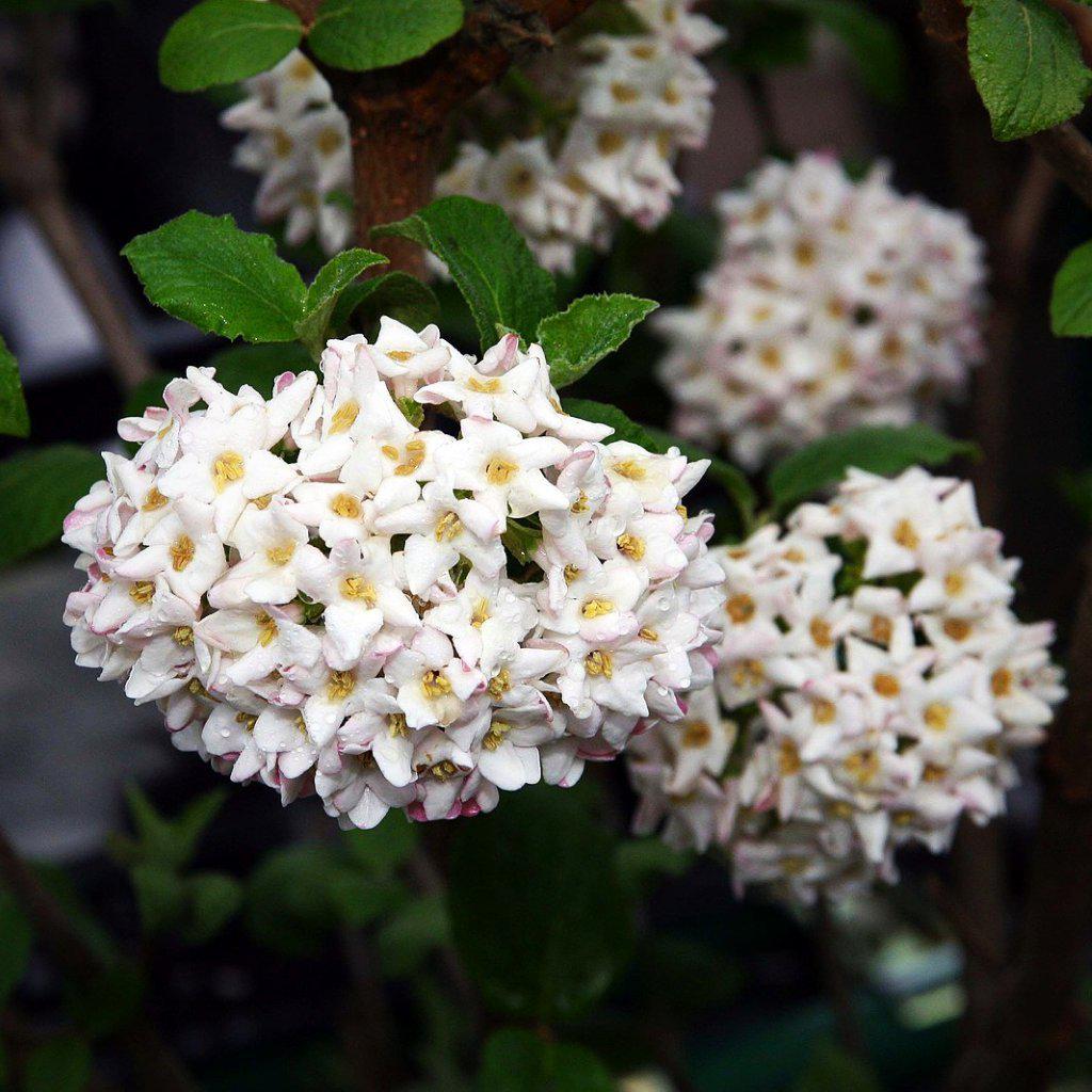 Viburnum carlcephalum ~ Fragrant Viburnum, Fragrant Snowball - Delivered By ServeScape