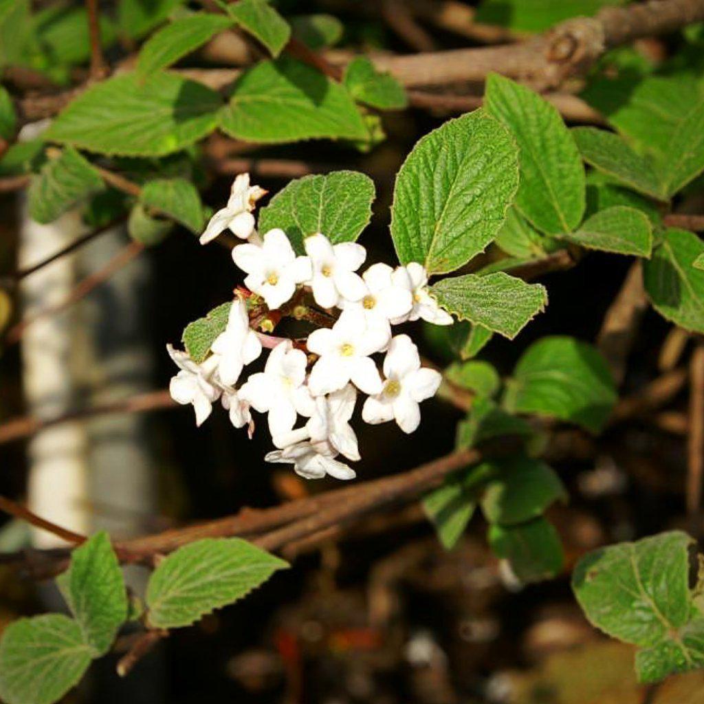 Viburnum juddii ~ Judd Viburnum - Delivered By ServeScape