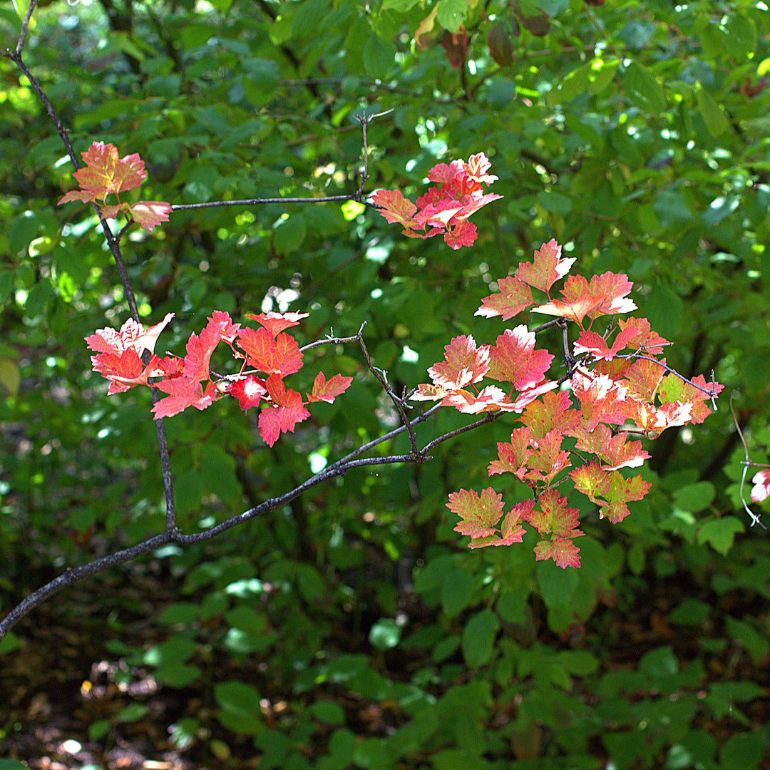 Viburnum opulus var. americanum ~ Highbush Cranberry-ServeScape