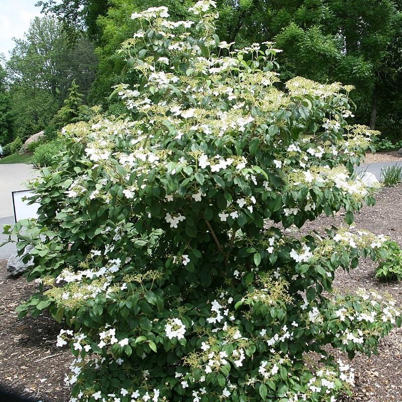 Viburnum plicatum tomentosum 'Summer Snowflake' ~ Summer Snowflake Viburnum - Delivered By ServeScape