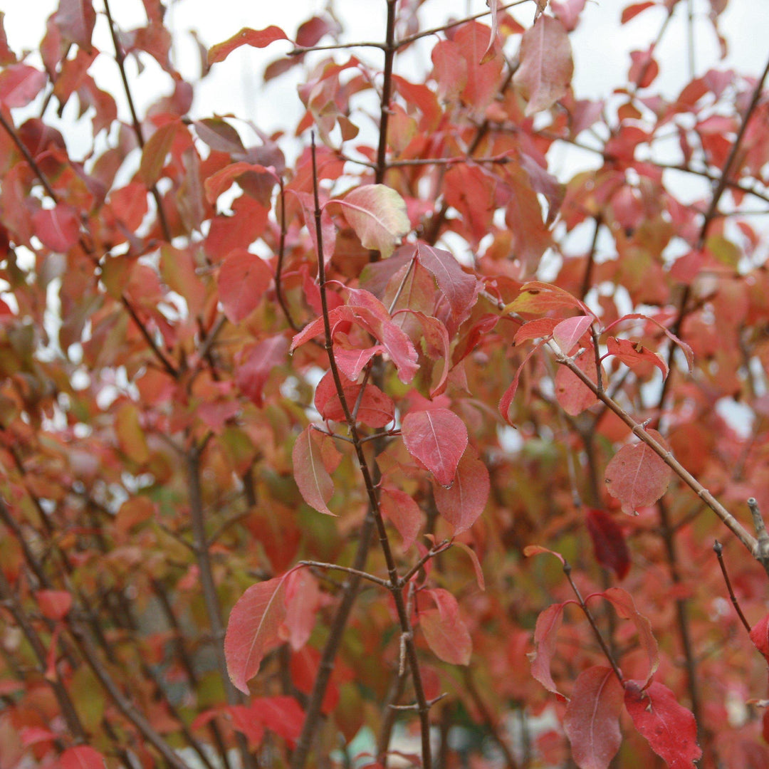 Viburnum prunifolium ~ Blackhaw Viburnum-ServeScape