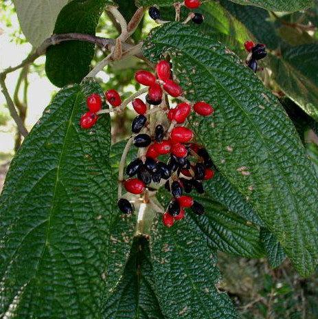 Viburnum rhytidophyllum ~ Leatherleaf Viburnum-ServeScape