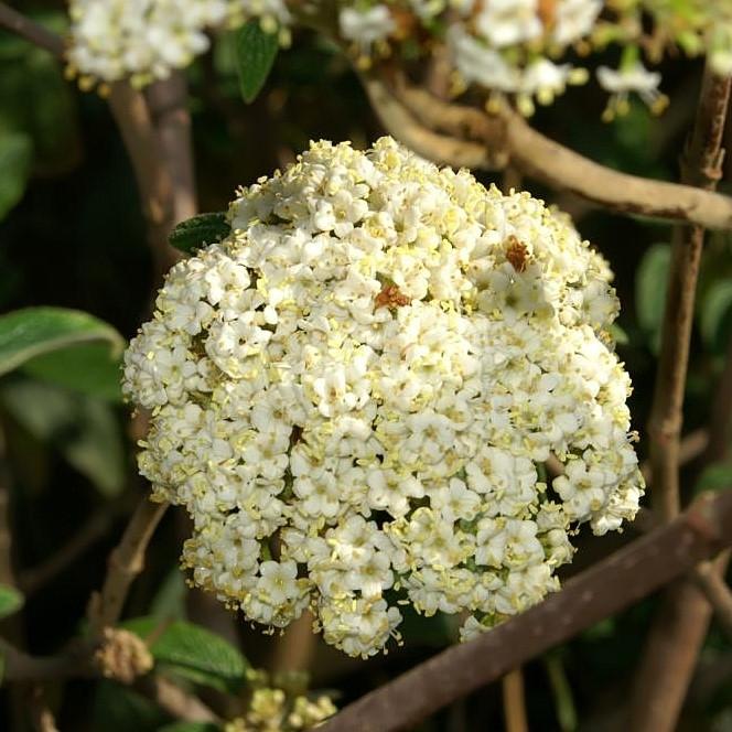 Viburnum × rhytidophylloides 'Alleghany' ~ Alleghany Viburnum - Delivered By ServeScape