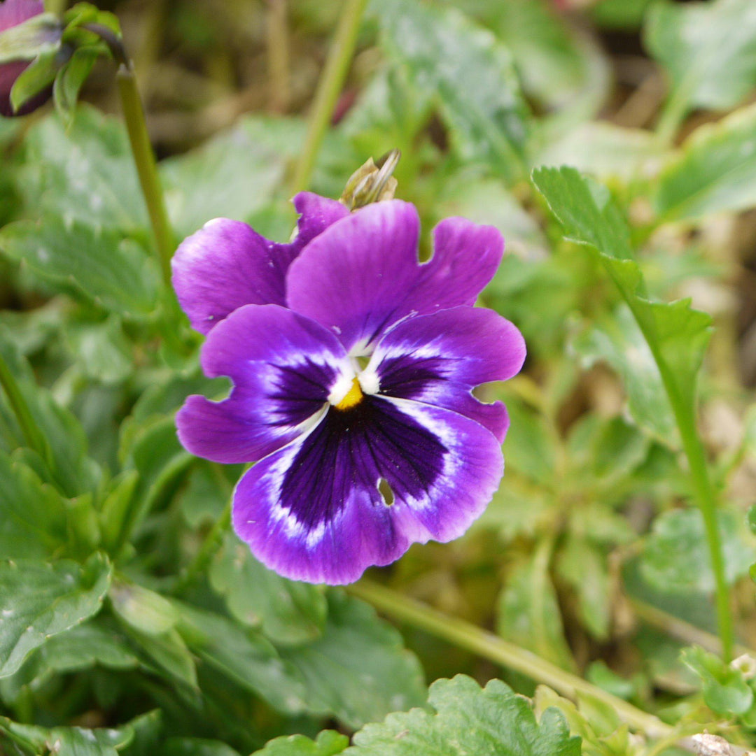 Viola cornuta ' Colormax Purple Glow ~ Colormax® Purple Glow Viola-ServeScape