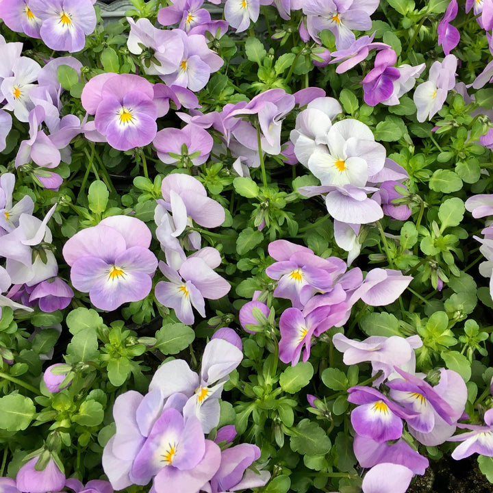 Viola cornuta 'PAS1059854' ~ Sorbet™ Lavender Pink Viola-ServeScape