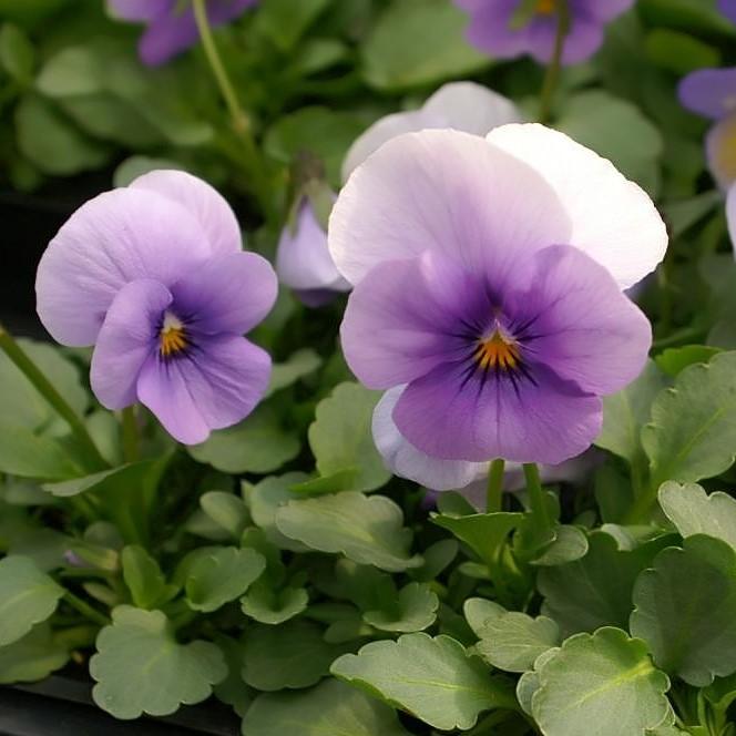 Viola cornuta 'PAS221920' ~ Sorbet™ Icy Blue Viola-ServeScape