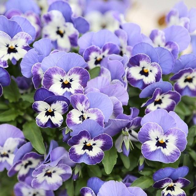 Viola cornuta 'PAS733551' ~ Sorbet™ Delft Blue Viola-ServeScape