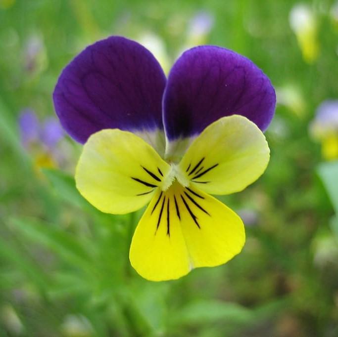 Viola cornuta 'PAS733574'~ Sorbet™ Yellow Jump- Viola-ServeScape