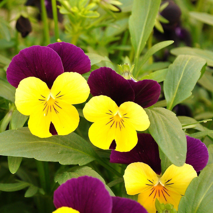 Viola cornuta 'PAS733574'~ Sorbet™ Yellow Jump- Viola-ServeScape