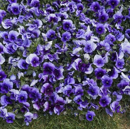 Viola cornuta 'Penny Beaconsfield' ~ Penny™ Beaconsfield Viola-ServeScape