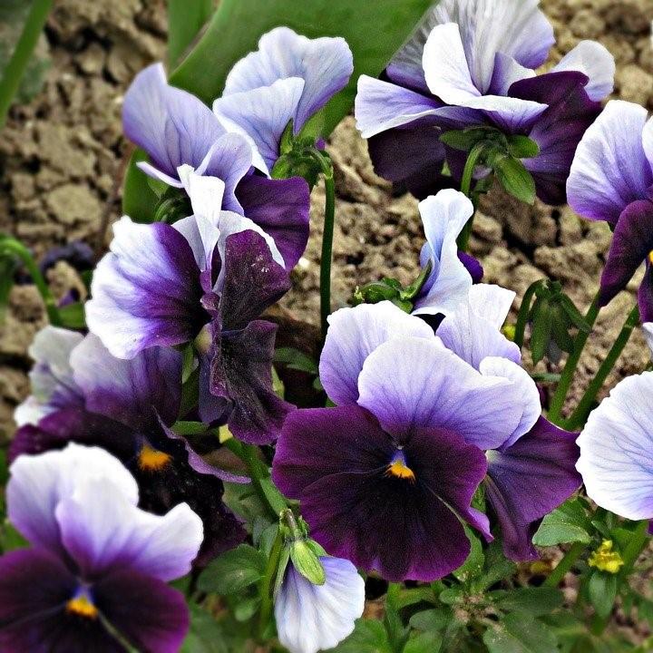 Viola cornuta 'Penny Beaconsfield' ~ Penny™ Beaconsfield Viola-ServeScape