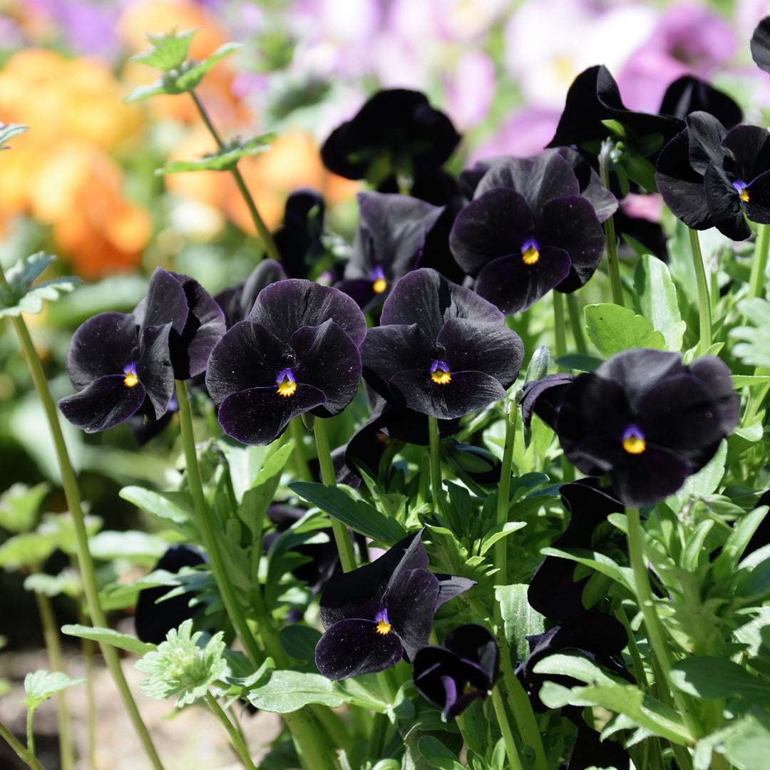 Viola cornuta 'Penny Black' ~ Penny™ Black Viola-ServeScape