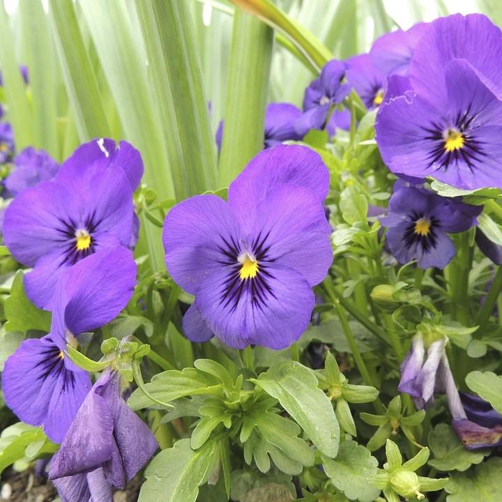 Viola cornuta 'Penny Blue' ~ Penny™ Blue Viola-ServeScape