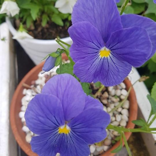 Viola cornuta 'Penny Blue' ~ Penny™ Blue Viola-ServeScape