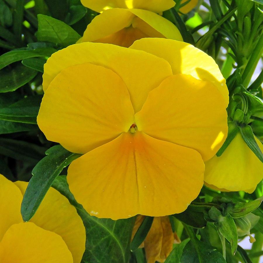 Viola cornuta 'Penny Clear Yellow' ~ Penny™ Clear Yellow Viola-ServeScape